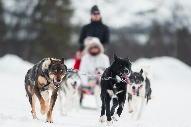 Dog Sled Tour and Husky Cuddles - Key points to know before booking