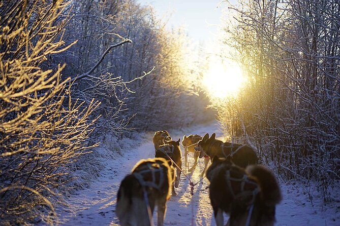 Dog Sled Tour and Husky Cuddles - Tea, snacks, and stories in the lavvu