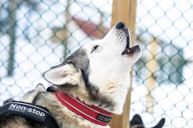 Dog Sledding Tour near Akureyri - Key points to know before booking