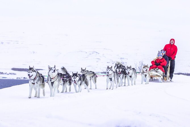 Dog Sledding Tour near Akureyri - The Akureyri setting makes this more than a dog ride