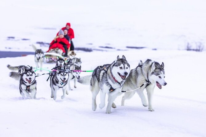 Dog Sledding Tour near Akureyri - Why the small group size matters