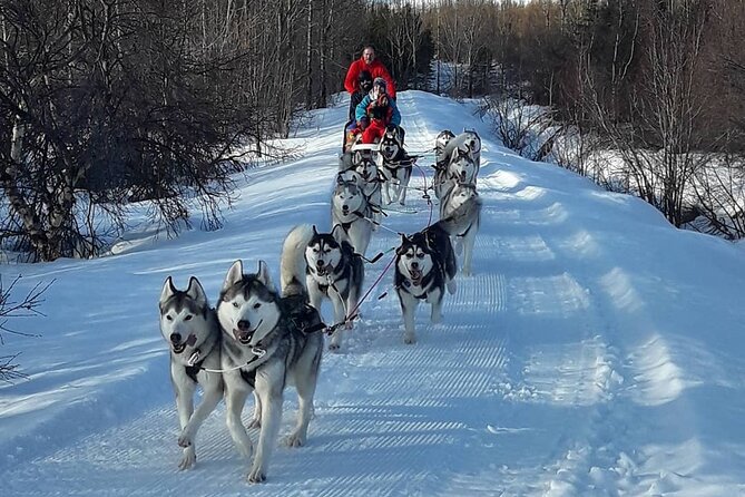 Dog Sledding Tour near Akureyri - The best part may come after the ride