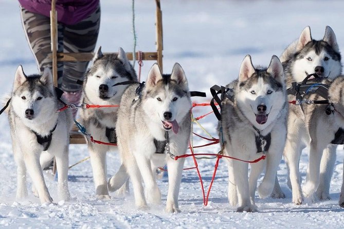 Dog Sledding Tour near Akureyri - Is $468.09 per person a fair price?