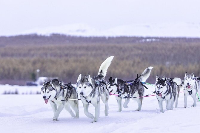 Dog Sledding Tour near Akureyri - Weather and cancellation details