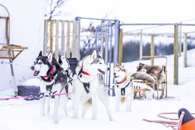 Dog Sledding Tour near Akureyri - What the two-hour route is really like