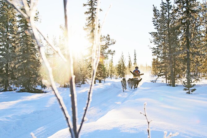 Dogsled Adventure Kiruna - Key points at a glance