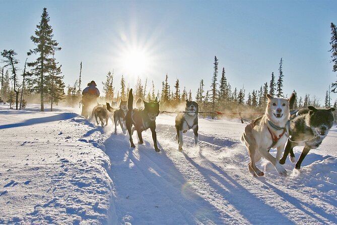 Dogsled Adventure Kiruna - The dogs are the real introduction to Lapland
