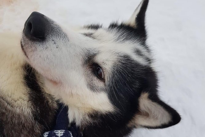 Dogsled Adventure Kiruna - What the three-hour timing really means