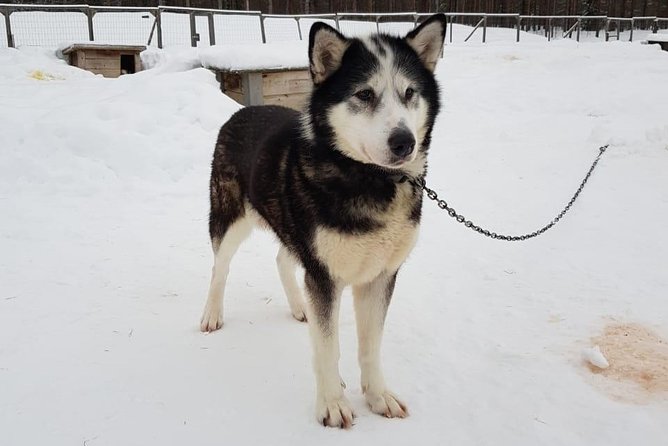 Dogsled Adventure Kiruna - Dressing for Kiruna’s winter cold