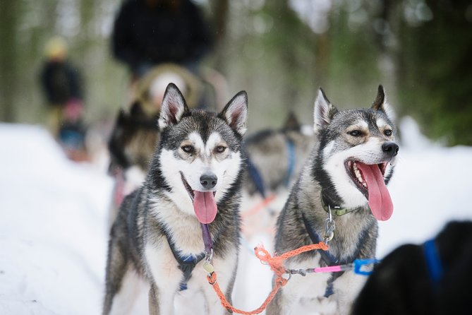 Dogsled Adventure Kiruna - Guides who add more than directions