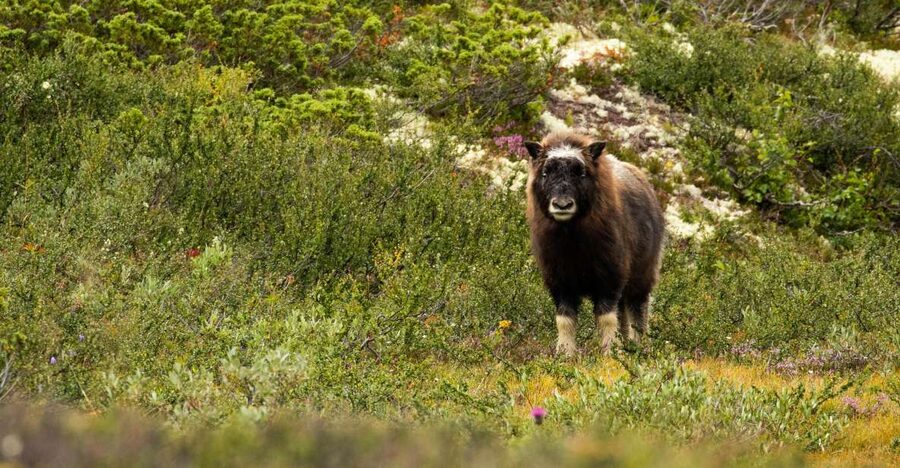 Dovrefjell National Park: Hiking Tour and Musk Ox Safari - Key points before you book