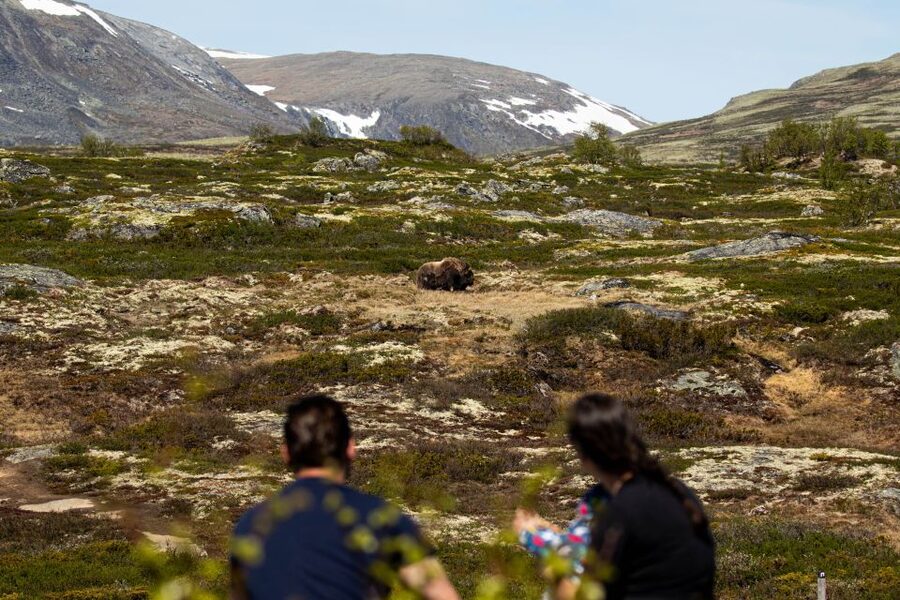 Dovrefjell National Park: Hiking Tour and Musk Ox Safari - Walking through Dovrefjell National Park