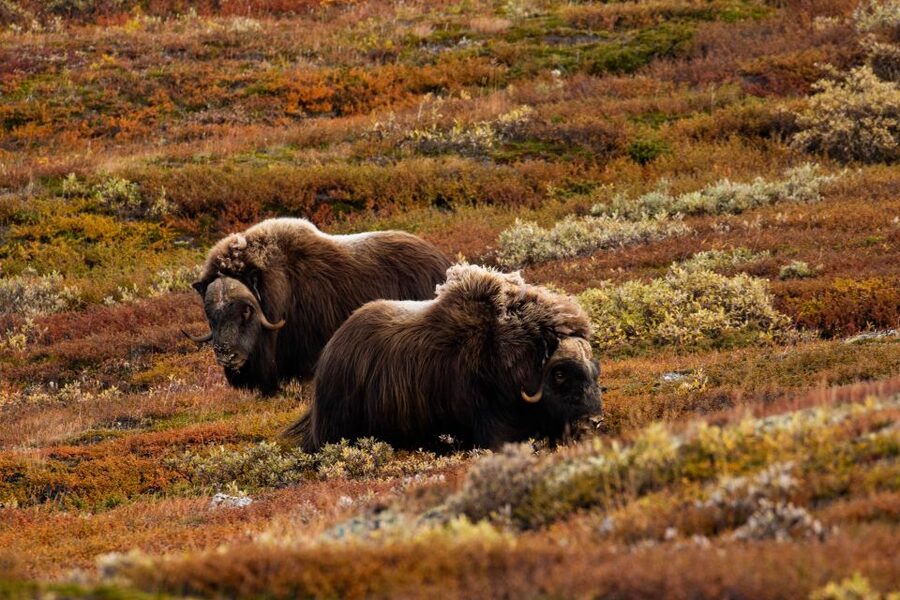 Dovrefjell National Park: Hiking Tour and Musk Ox Safari - Using the telescope to find the herd