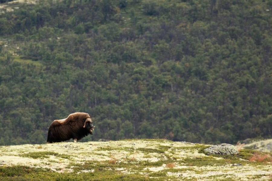 Dovrefjell National Park: Hiking Tour and Musk Ox Safari - How much value you get for $64