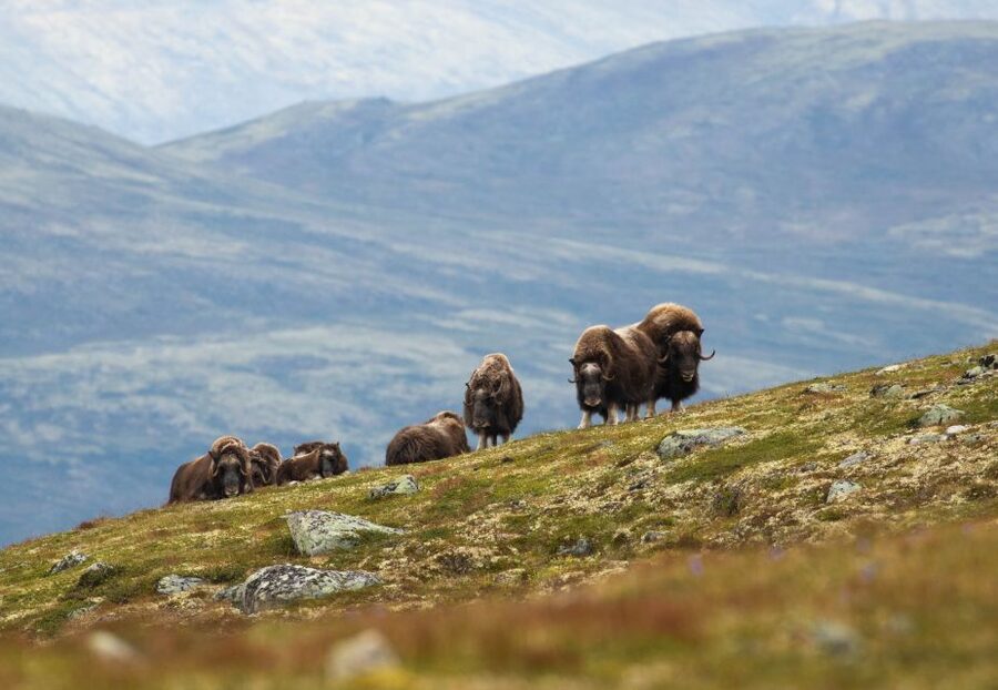 Dovrefjell National Park: Hiking Tour and Musk Ox Safari - Meeting the guide at Hjerkinn