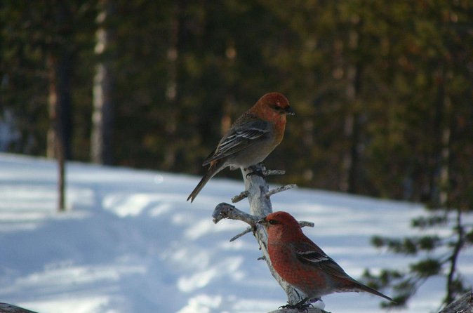 Explore Winter Woods: Snowshoe walk with local Biologist - How much value do you get for $114.02?