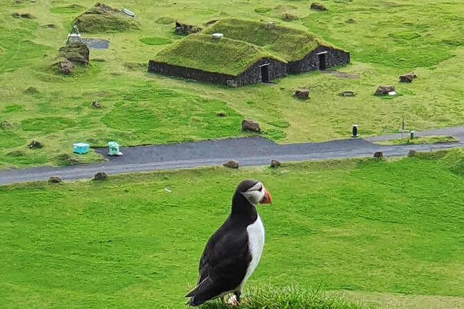 Eyjascooter Puffin Tour in Iceland - Why a scooter works so well on Heimaey