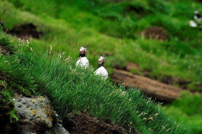 Eyjascooter Puffin Tour in Iceland - Searching for puffins at the right places