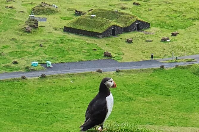 Eyjascooter volcano tour in Westman Island - Puffins close to Heimaey’s cliffs