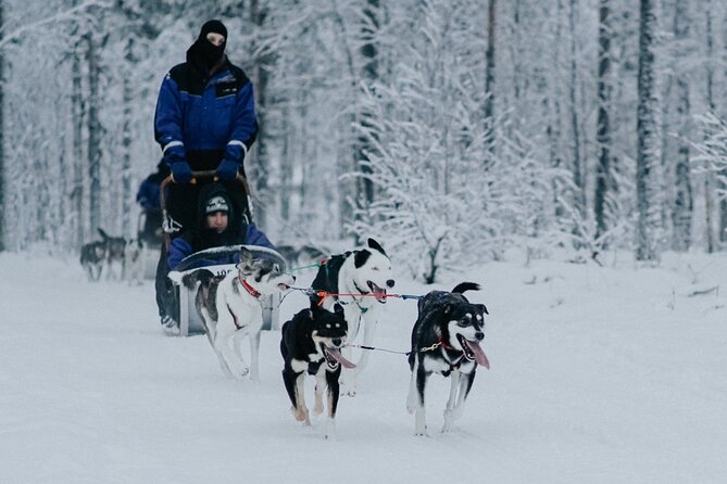 Family day: Reindeer, Husky and Snowmobiling in Levi - Reindeer farm: calm travel and Sami context