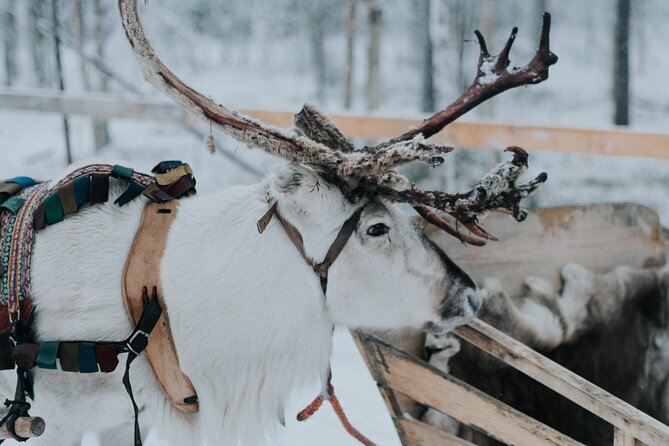 Family day: Reindeer, Husky and Snowmobiling in Levi - Snowmobiling across Levi’s winter country