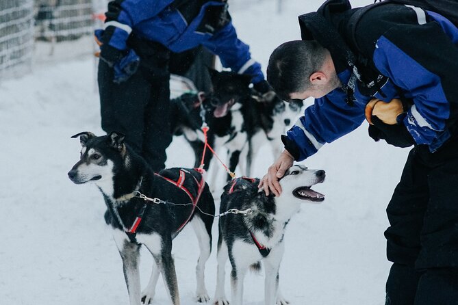 Family day: Reindeer, Husky and Snowmobiling in Levi - The important snow and group-size caveat