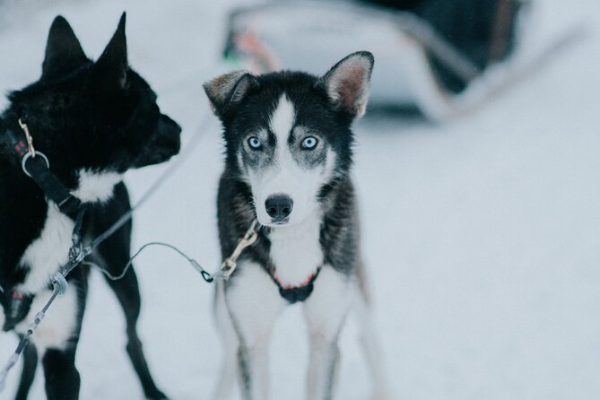 Family day: Reindeer, Husky and Snowmobiling in Levi - What the $287.94 price really buys