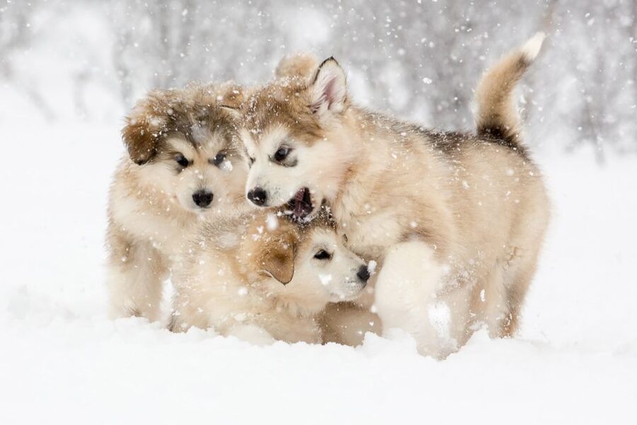 From Abisko: Dog Sledding Excursion to Kiruna with Fika - Key things to know before booking