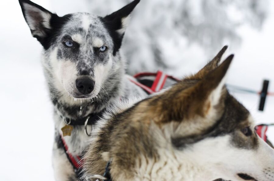 From Abisko: Dog Sledding Excursion to Kiruna with Fika - The long road from Abisko to the dogsled camp