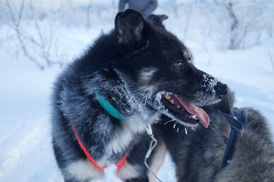 From Abisko: Dog Sledding Excursion to Kiruna with Fika - Is $276 a fair price for this Arctic day?