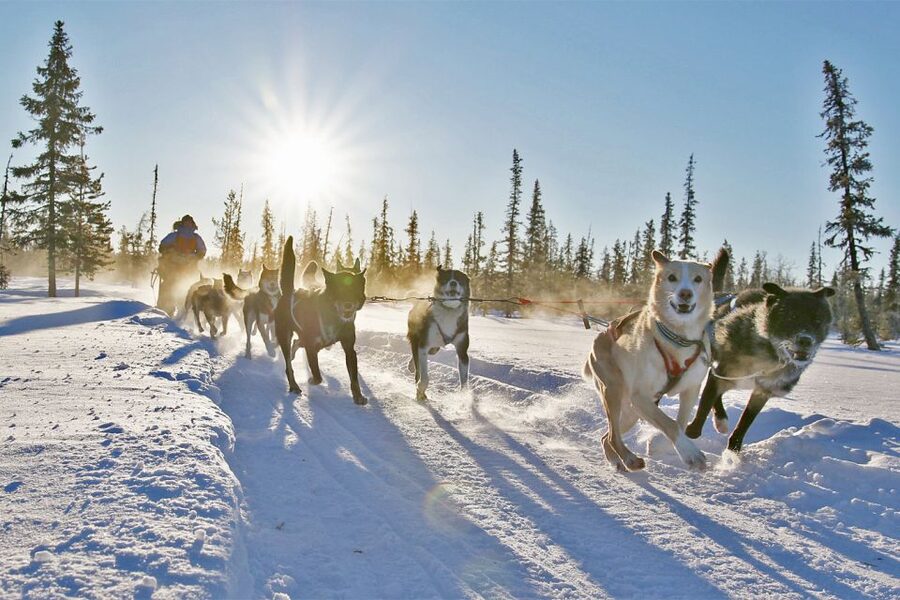 From Abisko: Dog Sledding Excursion to Kiruna with Fika - Should you book the Abisko dog sledding excursion?