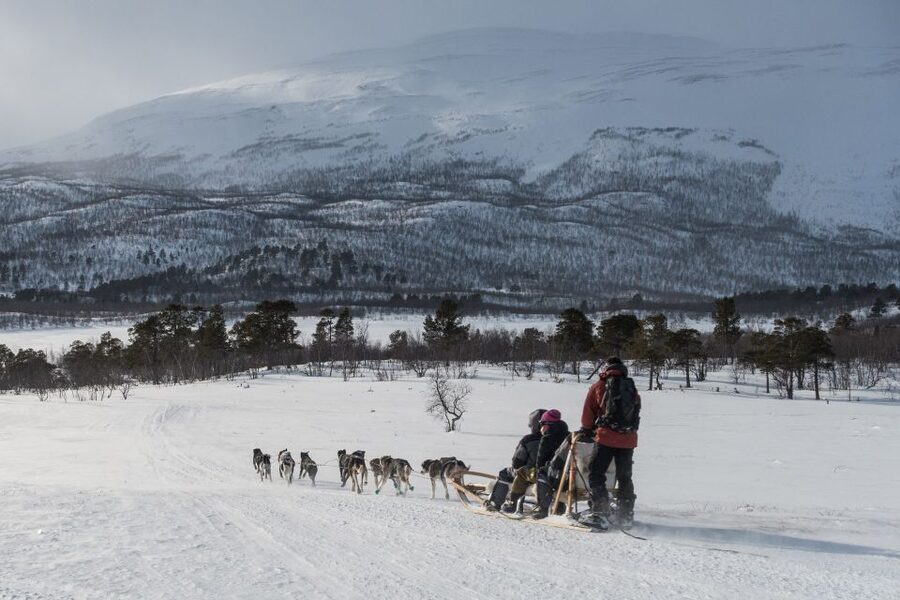 From Abisko: Dog Sledding Excursion to Kiruna with Fika - Meeting the sled dogs at the Kiruna camp