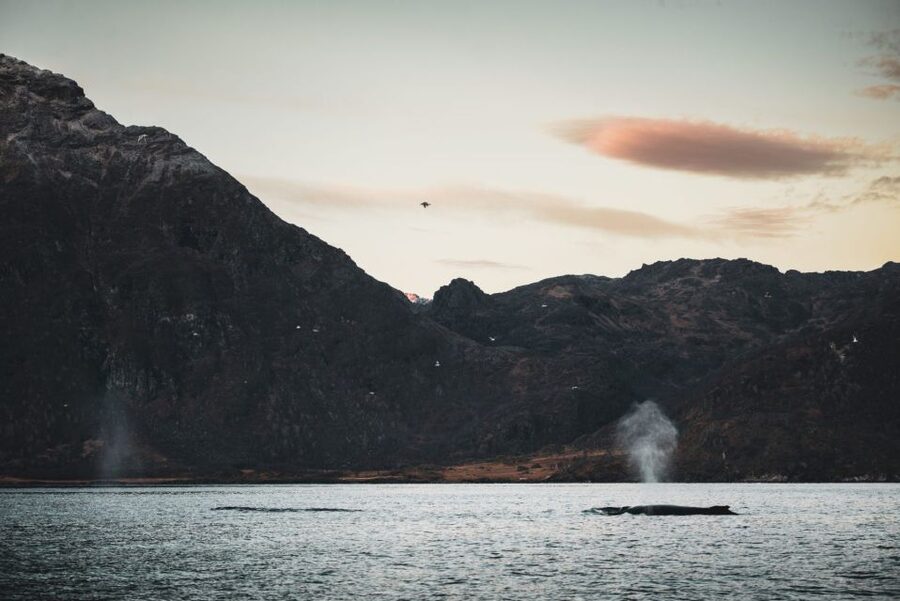 From Alta: Small Group Whale Watching by RIB - Why winter is the right season for this whale trip