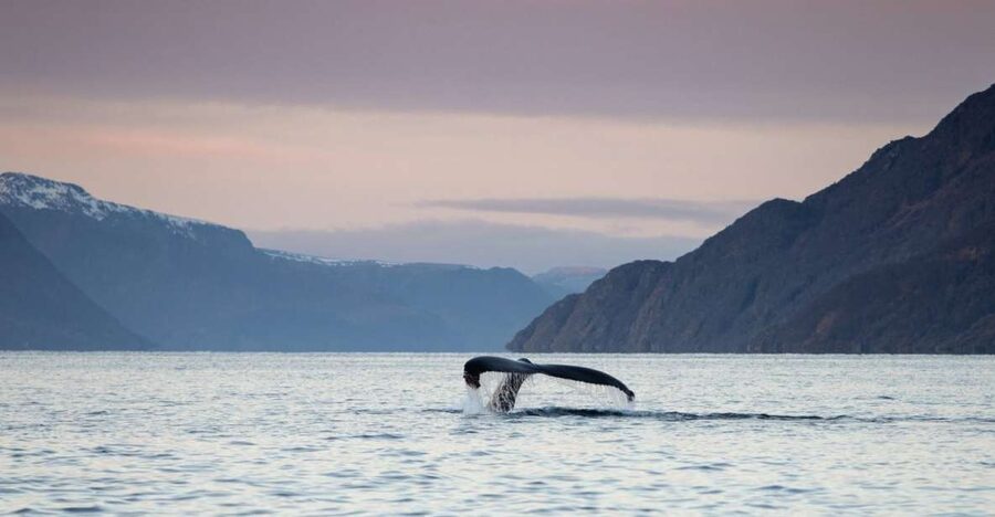From Alta: Small Group Whale Watching by RIB - Meeting at the Æventyr Adventure Store in Alta