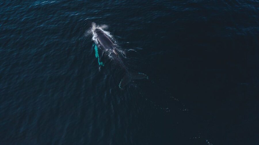 From Alta: Small Group Whale Watching by RIB - Weather can change the boat and the schedule