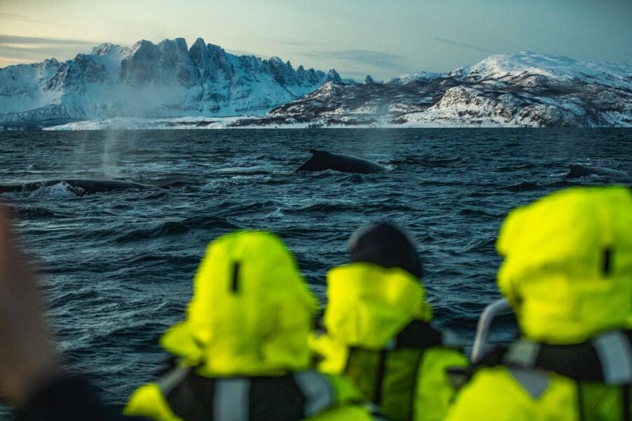 From Alta: Small Group Whale Watching by RIB - Is $278 a good value?