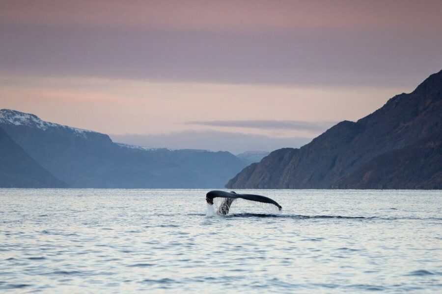 From Alta: Small Group Whale Watching by RIB - Practical advice for making the most of it