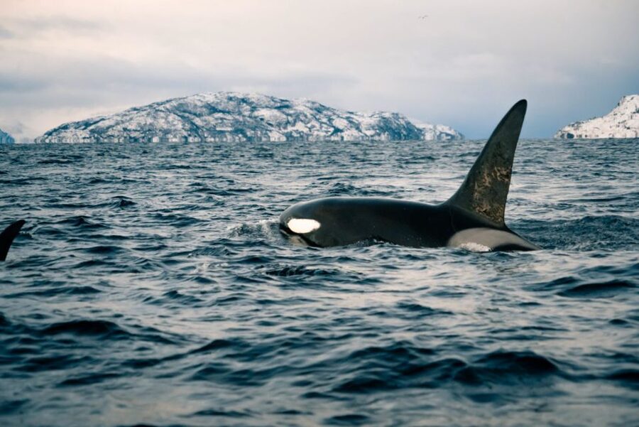 From Alta: Small Group Whale Watching by RIB - What happens before you board the RIB