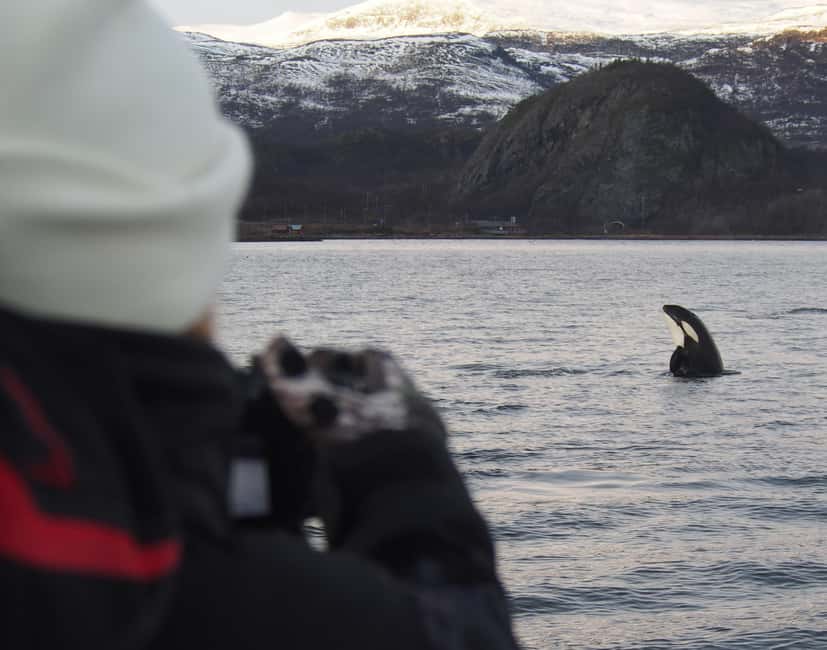 From Alta: Small group Whale watching - Why Altafjord is the star of the trip