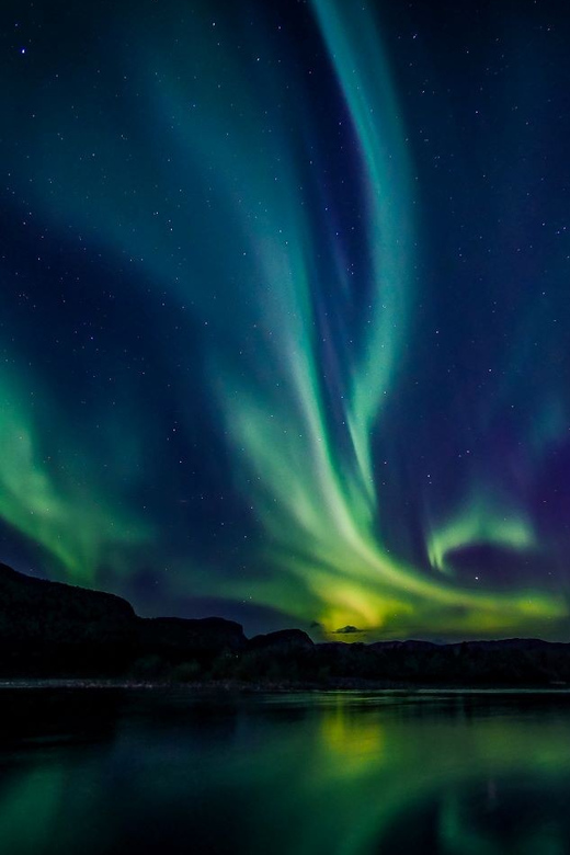 From Alta: Whale and Seabird Cruise - Why Alta Fjord draws whales in the Arctic winter