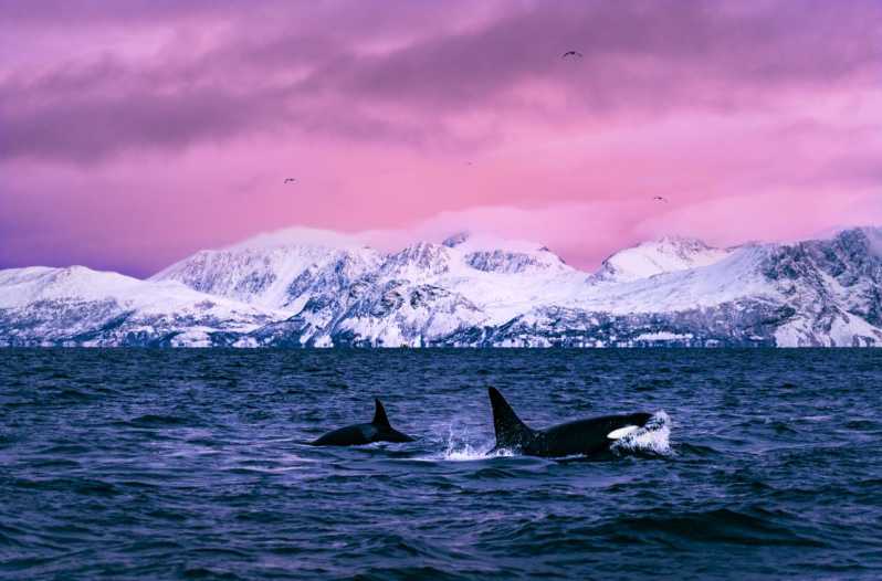From Alta: Whale and Seabird Cruise - Leaving Havneveien 24 and settling into the boat