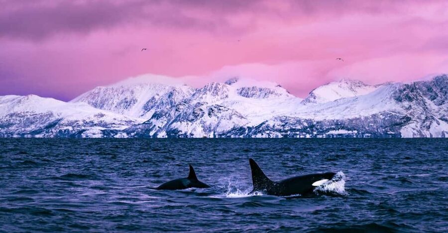 From Alta: Whale and Seabird Cruise - Seeing orcas, humpbacks, and fin whales