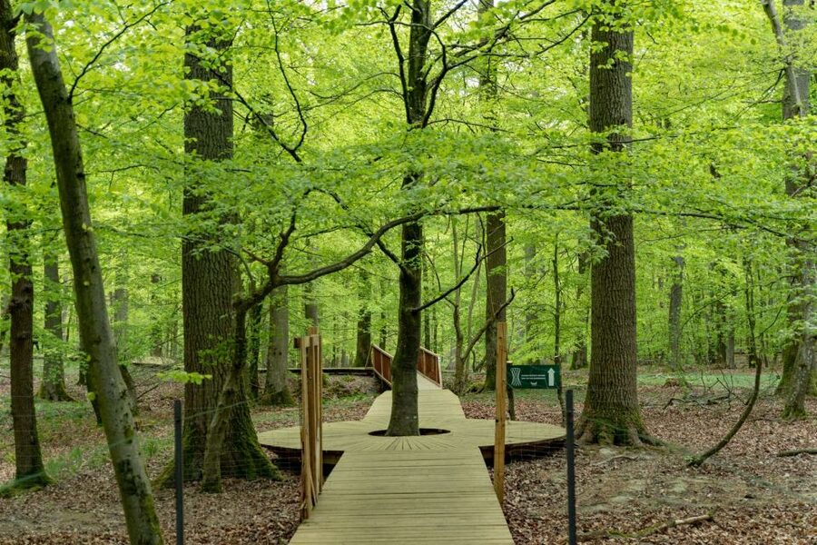 From Copenhagen: Round-Trip to Møns Klint and Forest Tower - Is the $112 price fair?
