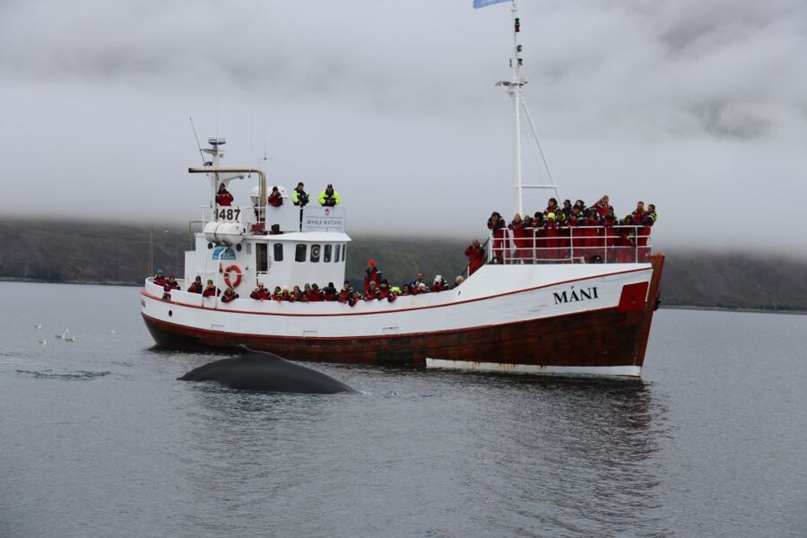 From Dalvik: Arctic Whale Watching in Northern Iceland - Who will enjoy this trip most