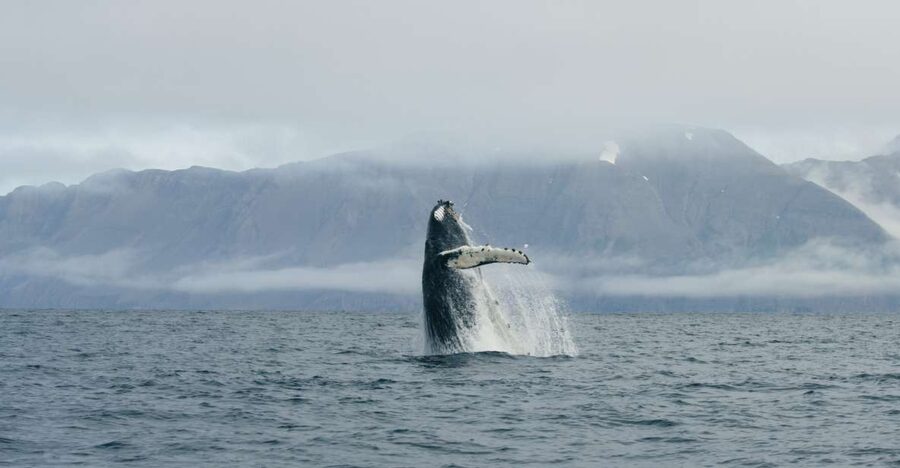 From Dalvik: Arctic Whale Watching in Northern Iceland - The first 45 minutes on Eyjafjörður