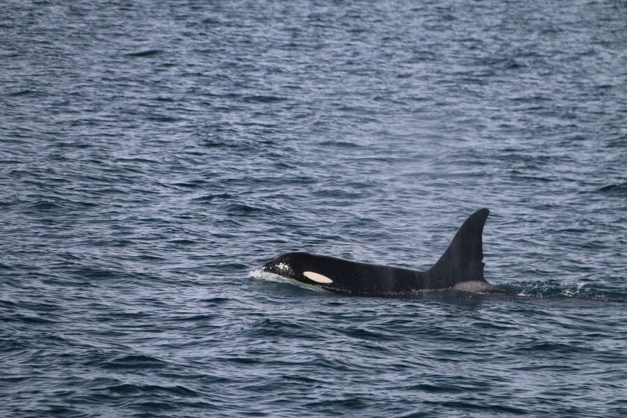 From Dalvik: Arctic Whale Watching in Northern Iceland - The central wildlife search