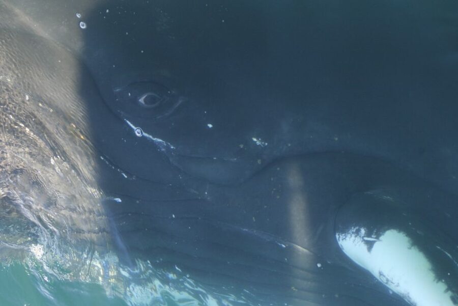 From Dalvik: Arctic Whale Watching in Northern Iceland - Another 45 minutes among the mountains