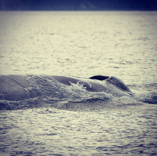From Dalvik: Arctic Whale Watching in Northern Iceland - The warm ride back to Dalvík