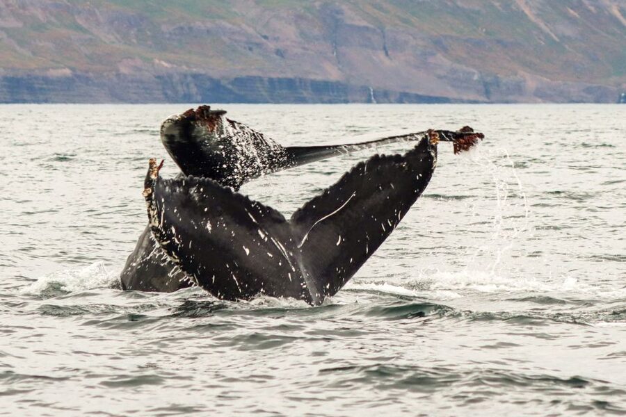 From Dalvik: Arctic Whale Watching in Northern Iceland - What the $94 price includes