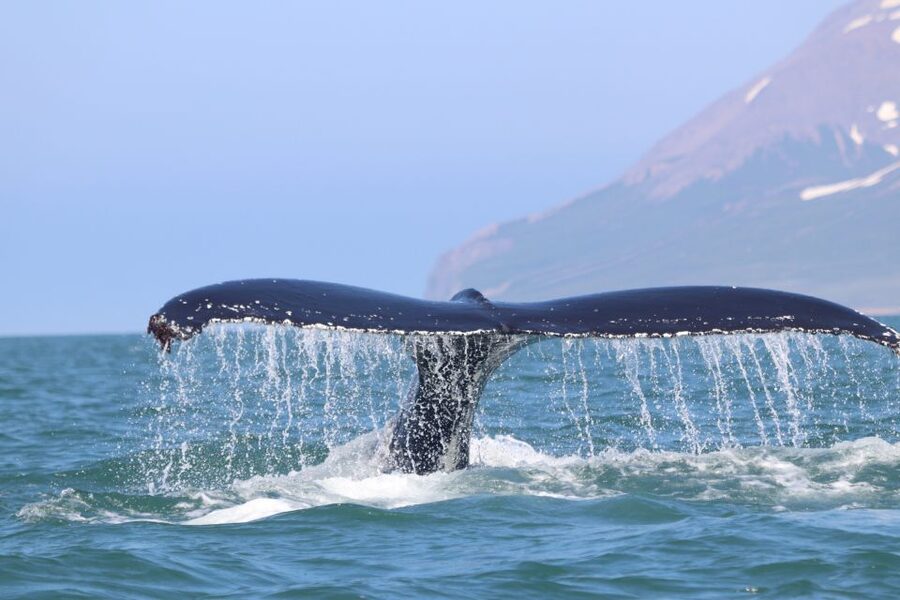 From Dalvik: Arctic Whale Watching in Northern Iceland - Small groups and possible boat upgrades